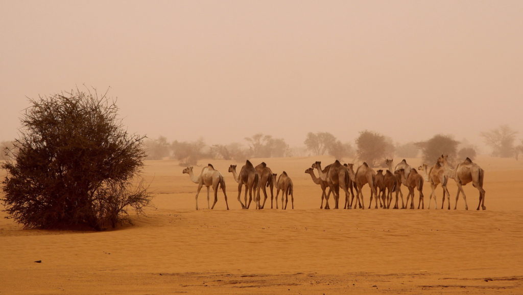 Camels walking though the desert to the west of Old Dongola in Sudan.